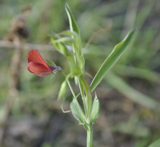 Изображение особи Lathyrus cicera.