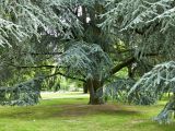 Cedrus atlantica. Нижняя часть ствола взрослого растения. Германия, г. Дортмунд, Westfalenpark. Июль.