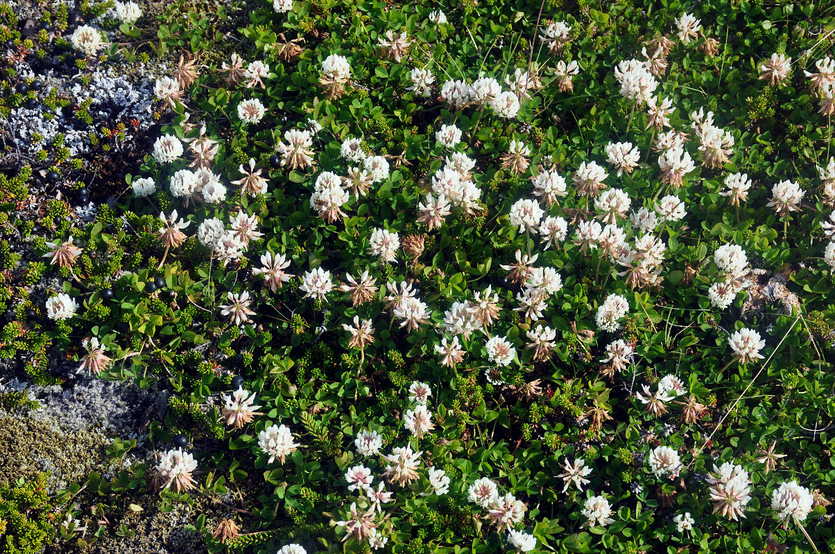 Image of Trifolium repens specimen.