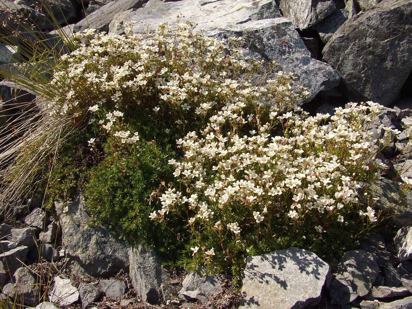 Image of Saxifraga derbekii specimen.