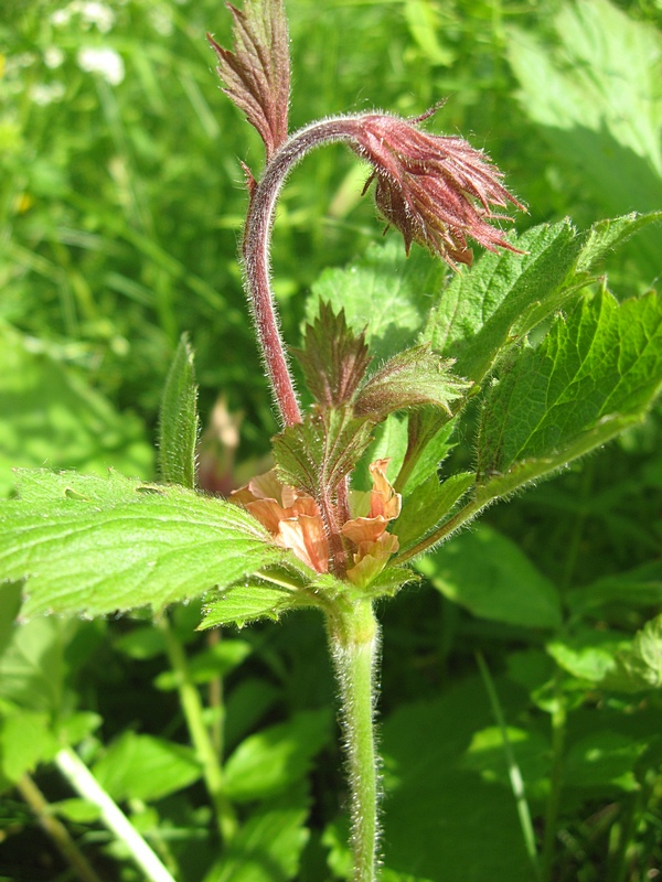 Image of Geum rivale specimen.