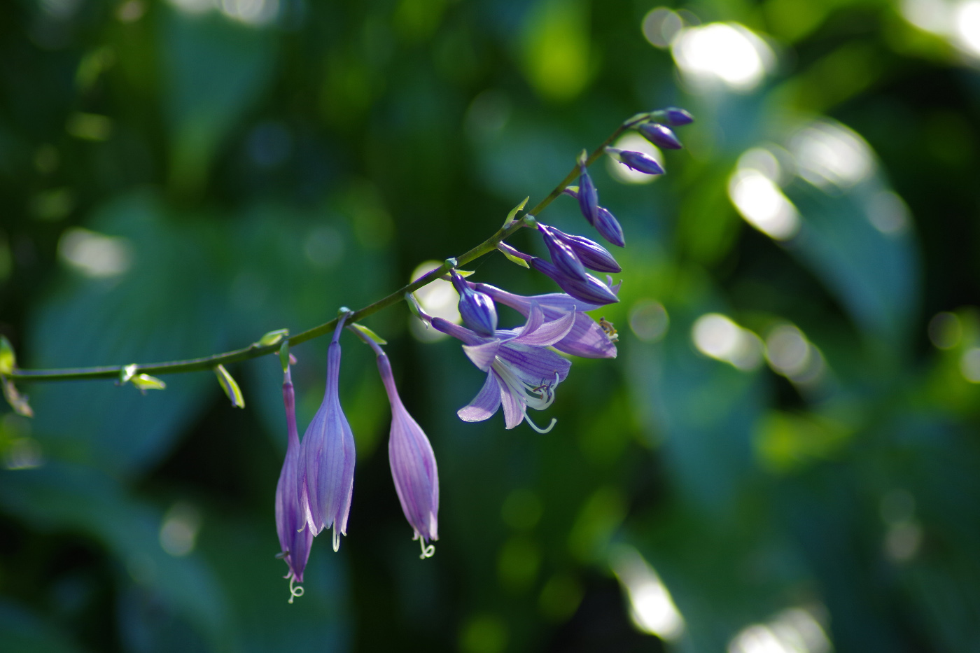 Image of genus Hosta specimen.