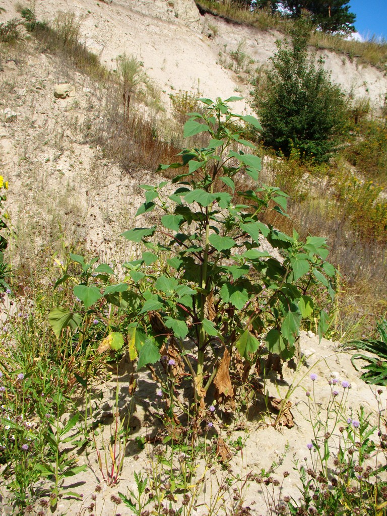 Image of Cyclachaena xanthiifolia specimen.