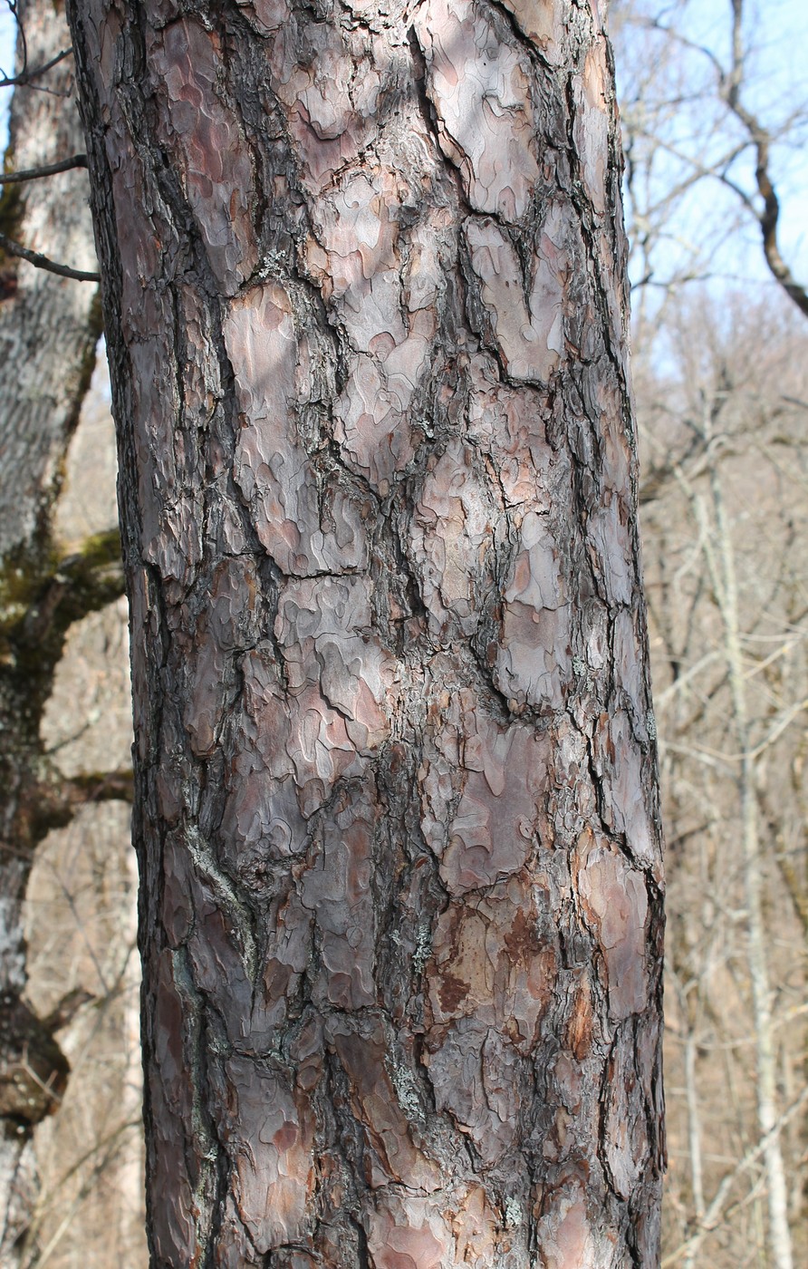 Image of Pinus sylvestris ssp. hamata specimen.