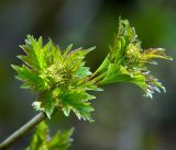 Viburnum opulus. Верхушка побега с нераспустившимся соцветием и молодыми листьями. Московская обл., Раменский р-н, окр. дер. Хрипань, садовый участок. 10.05.2017.