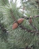 Pinus mugo. Зрелые шишки. Санкт-Петербург, Старый Петергоф, парк \"Сергиевка\". 21.04.2006.