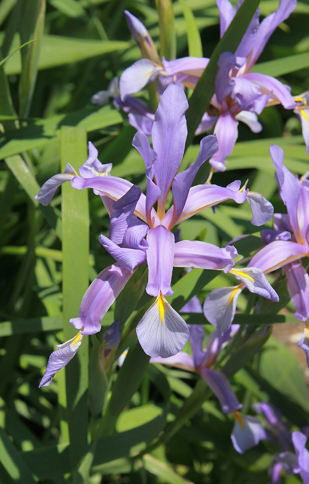 Изображение особи Iris musulmanica.