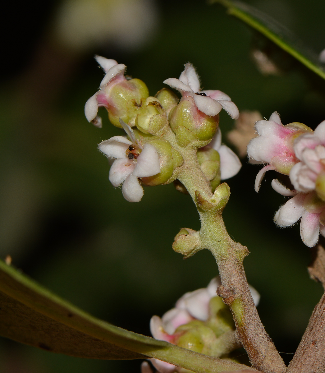 Image of Rhus integrifolia specimen.