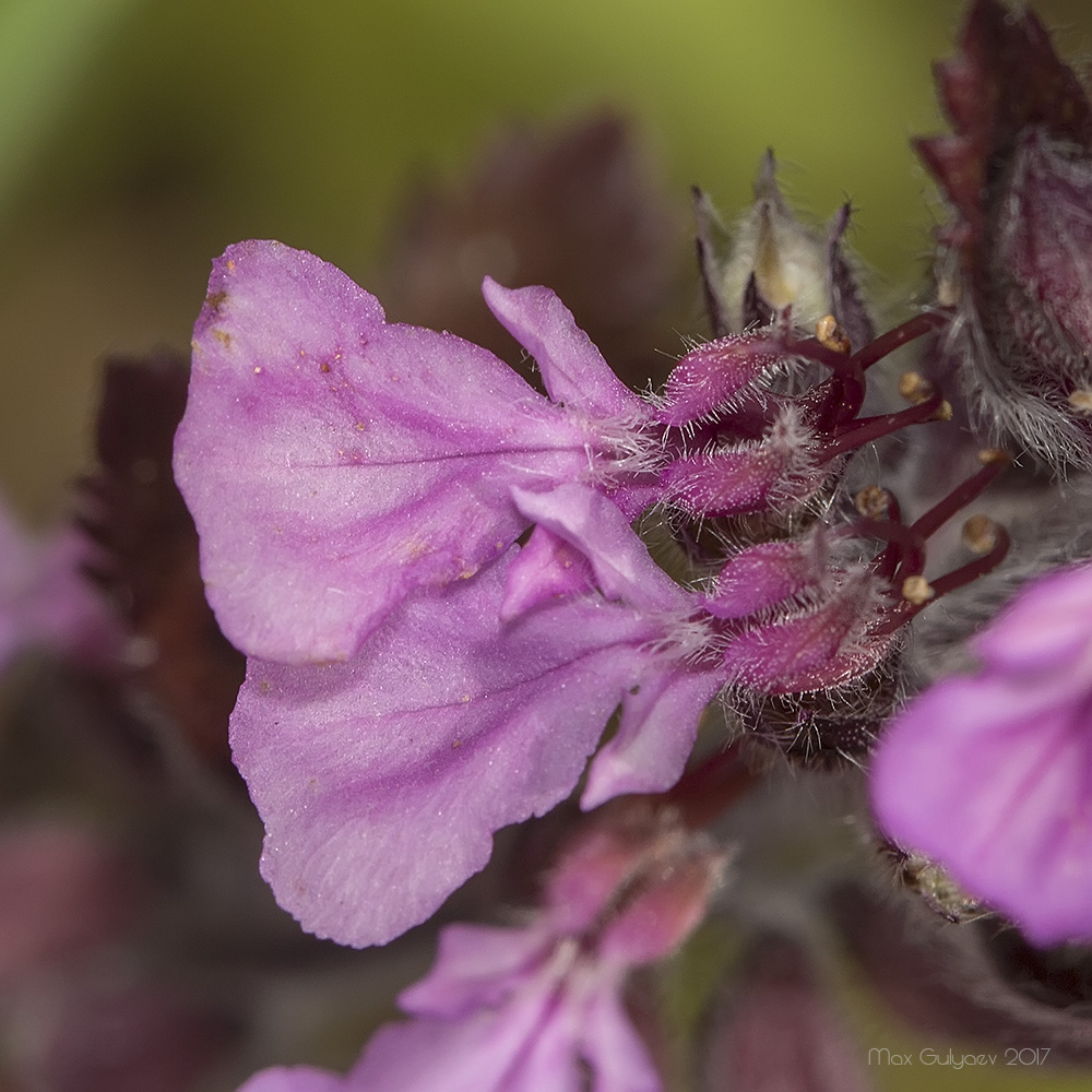 Изображение особи Teucrium chamaedrys.