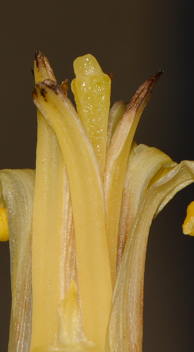 Image of Musa acuminata specimen.