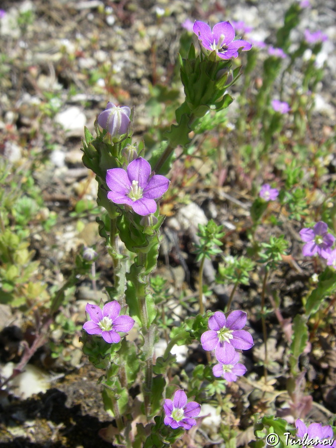 Image of Legousia hybrida specimen.