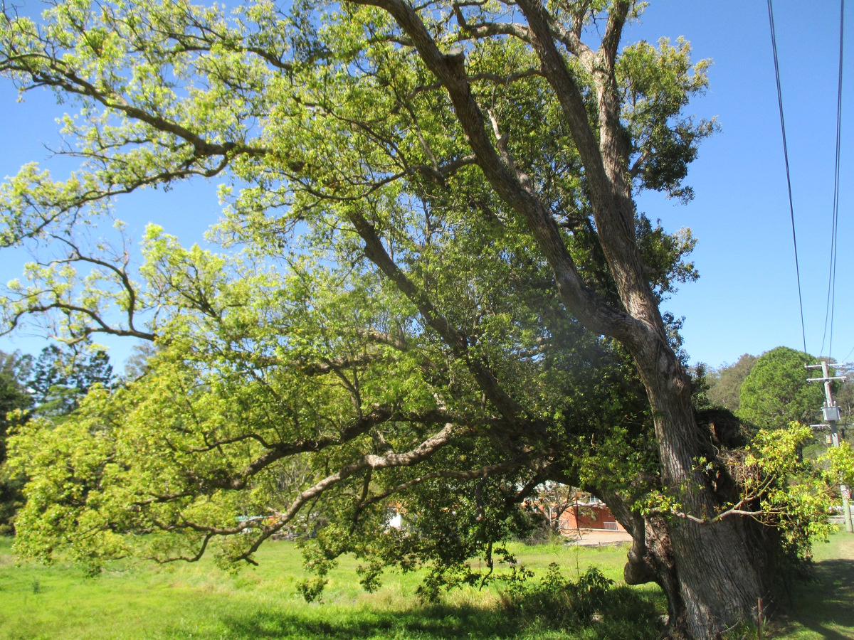 Image of Cinnamomum camphora specimen.