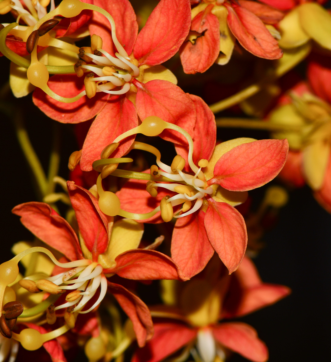 Image of Cassia brewsteri specimen.