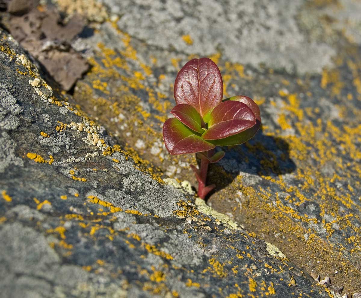 Image of Vaccinium vitis-idaea specimen.