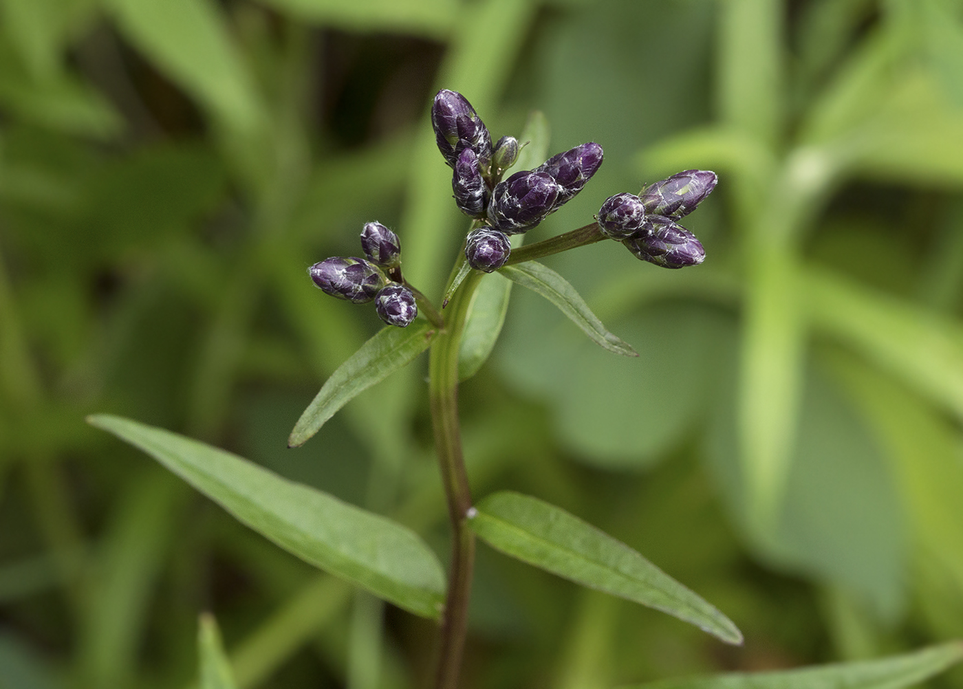 Image of Saussurea triangulata specimen.