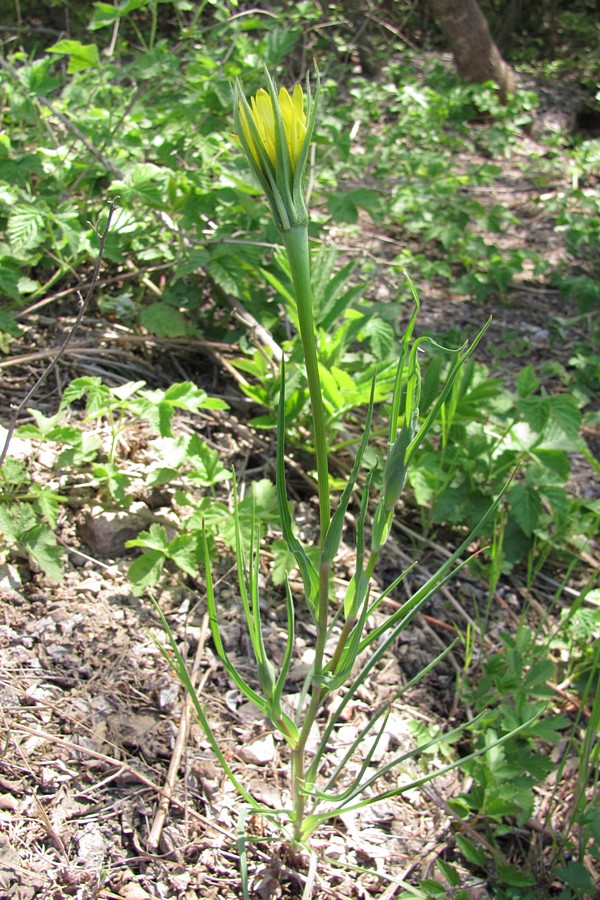 Image of Tragopogon dubius specimen.