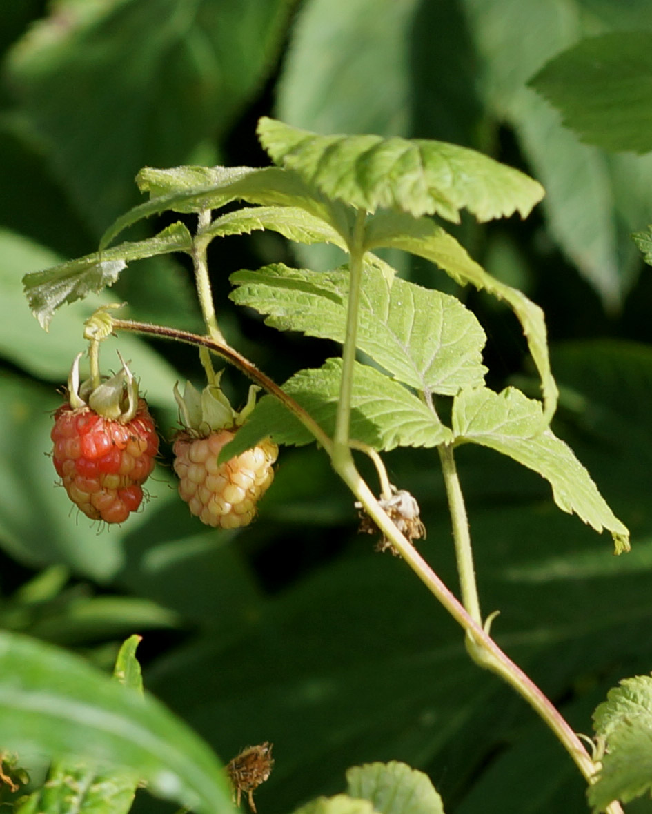 Image of Rubus idaeus specimen.