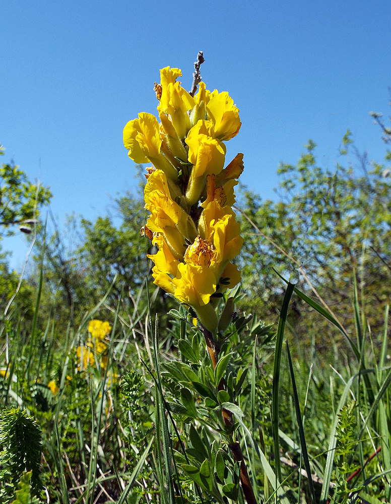 Изображение особи Chamaecytisus wulffii.