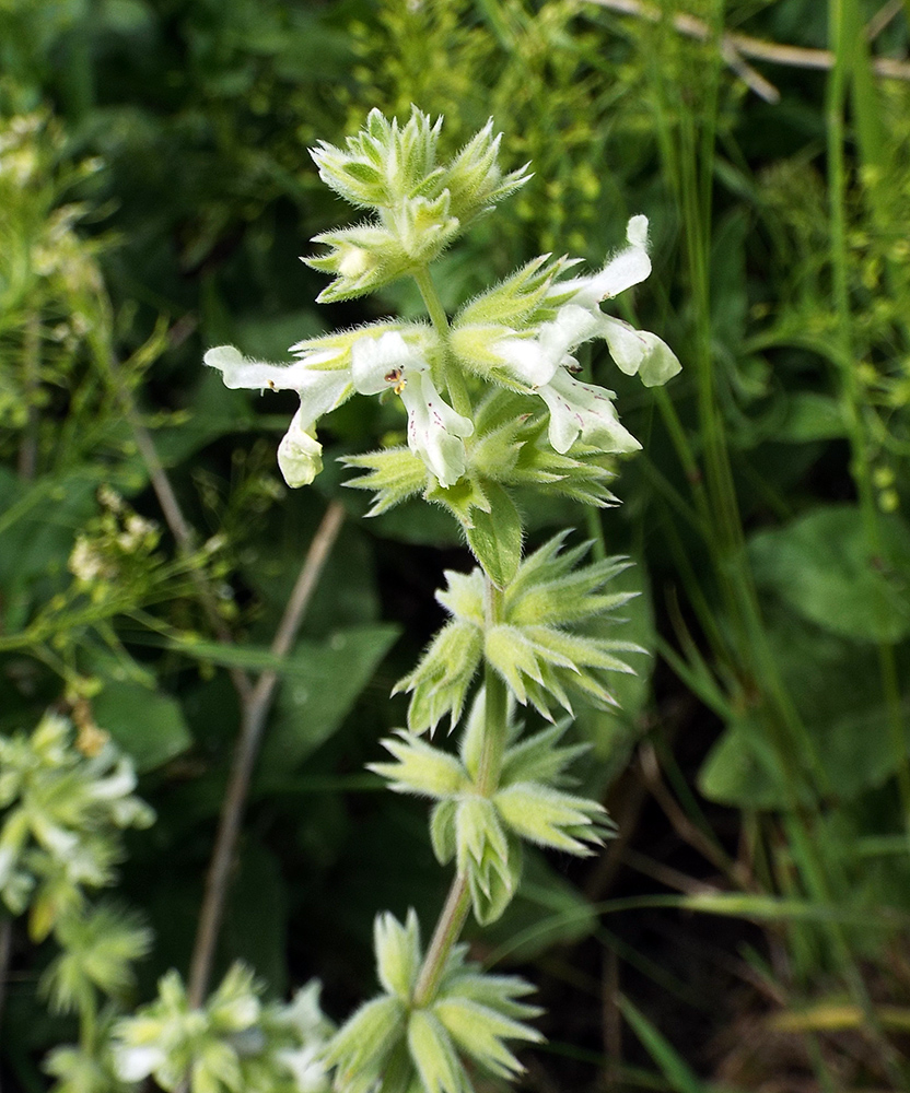 Image of Stachys pubescens specimen.