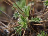 Astragalus denudatus. Верхушка побега. Северная Осетия, верхняя часть Куртатинского ущелья, окр. селения Верхний Фиагдон. 06.05.2010.