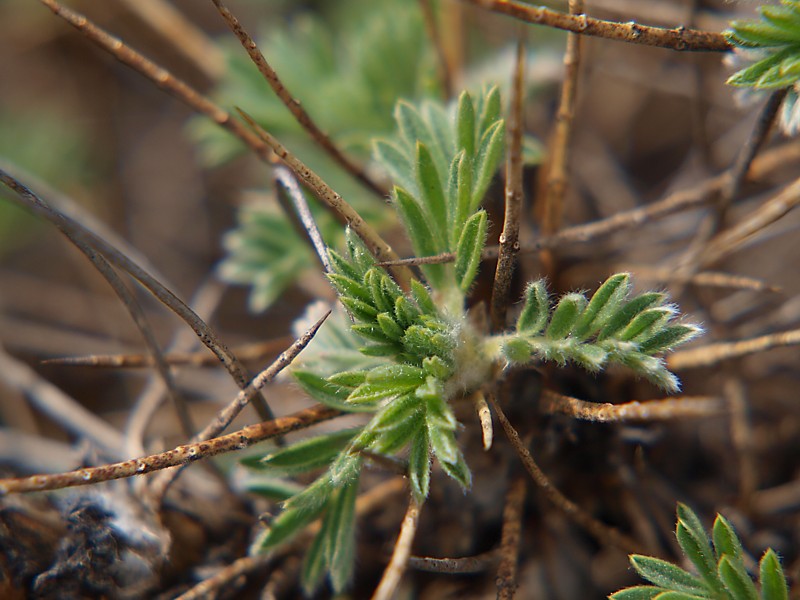 Изображение особи Astragalus denudatus.