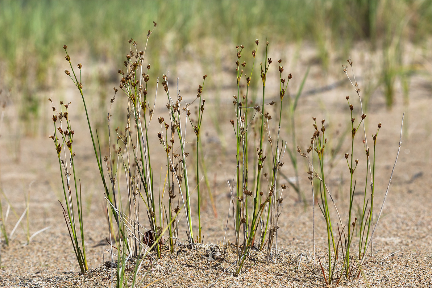 Image of Juncus alpino-articulatus specimen.