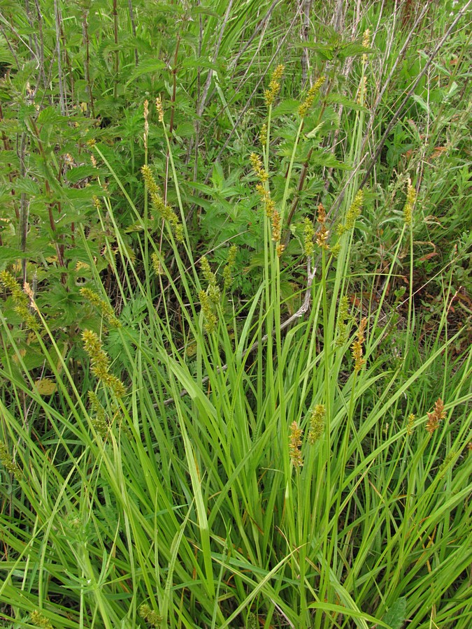 Изображение особи Carex polyphylla.