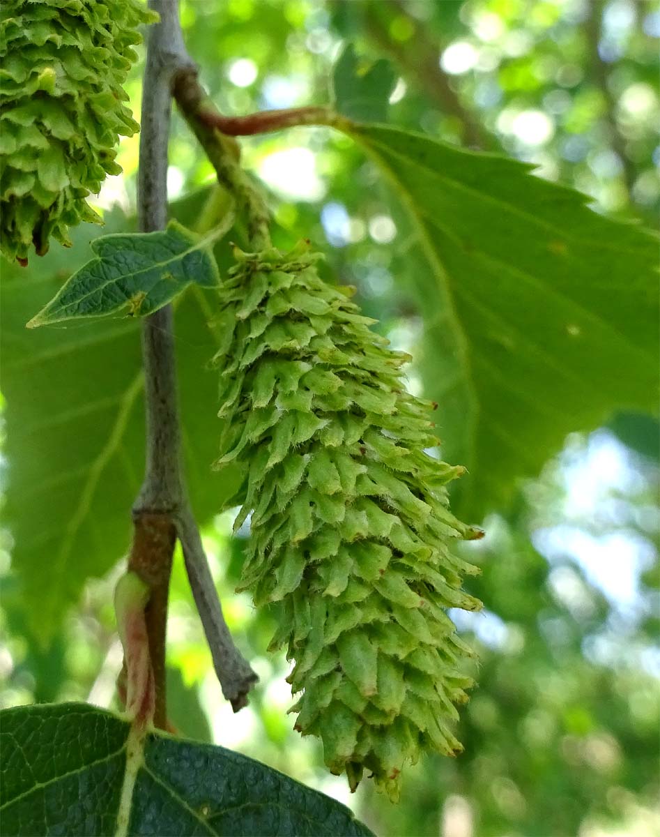 Image of Betula raddeana specimen.