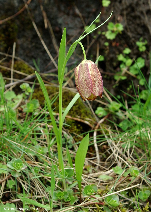 Изображение особи Fritillaria grandiflora.