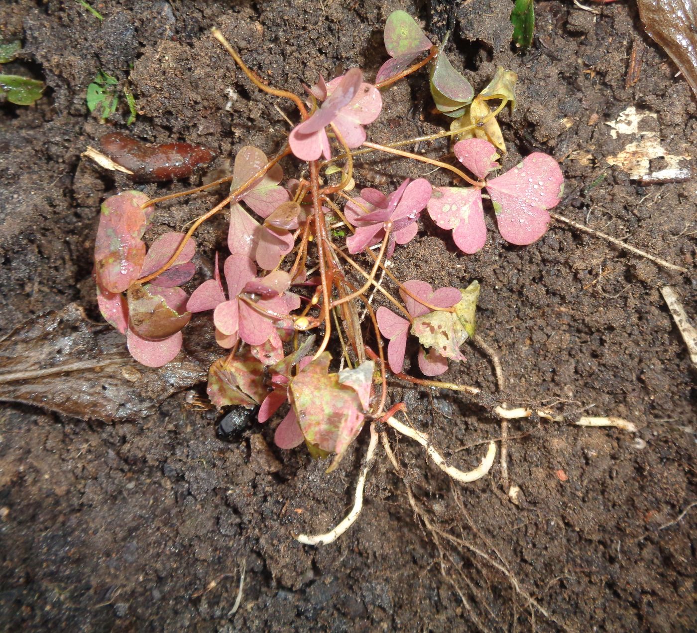 Изображение особи Oxalis stricta.