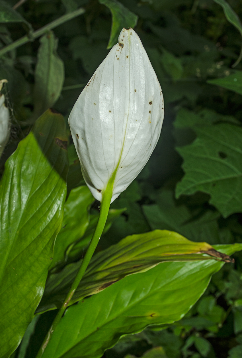 Image of Spathiphyllum wallisii specimen.