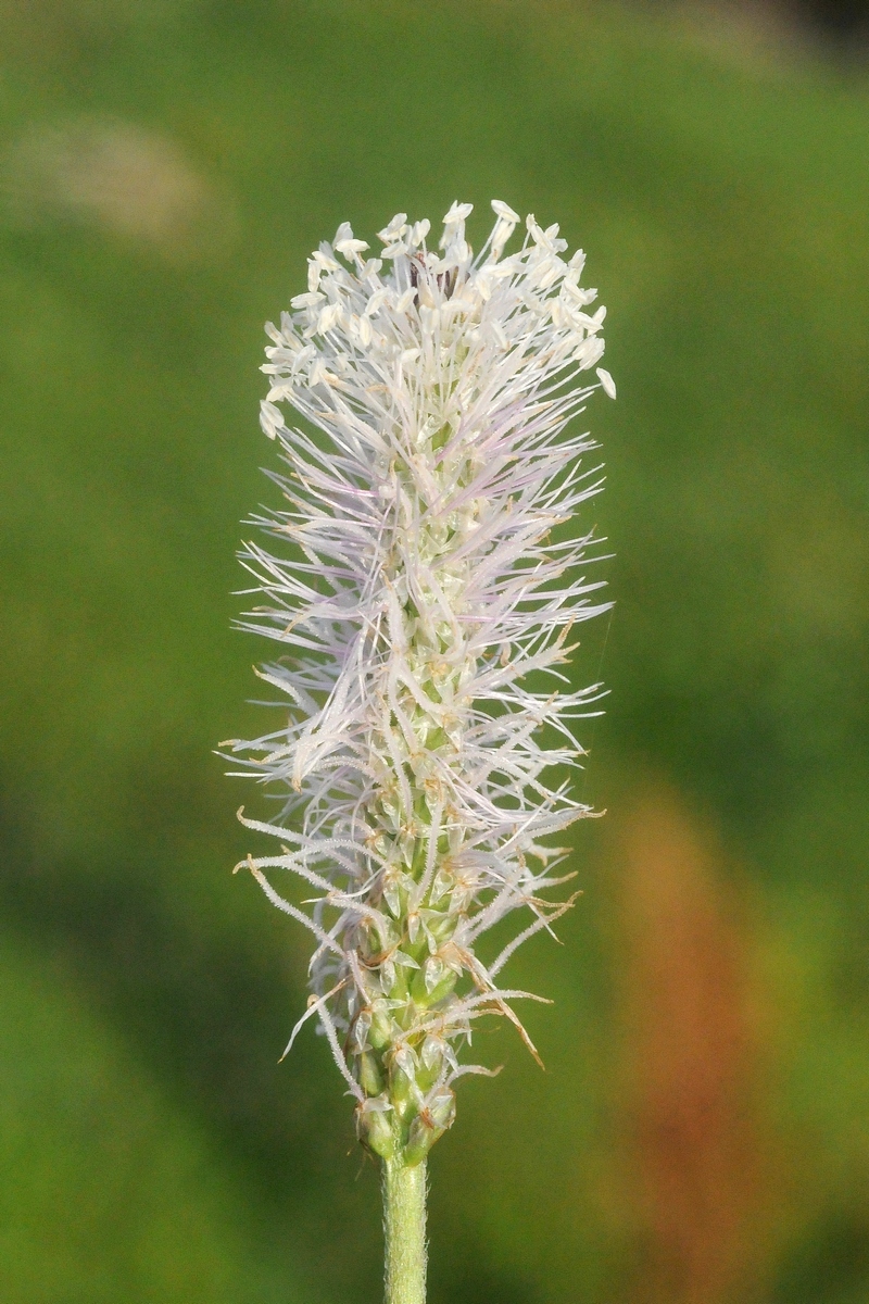 Image of Plantago media specimen.