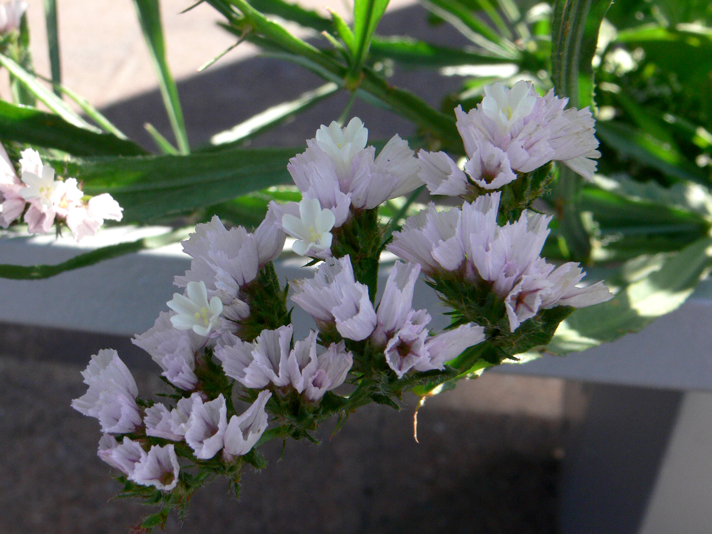 Image of Limonium sinuatum specimen.