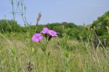 Dianthus chinensis. Верхушки цветущих и расцветающих растений. Приморский край, Уссурийский гор. округ, окр. с. Монакино, луг на вершине небольшой сопки. 24.07.2018.