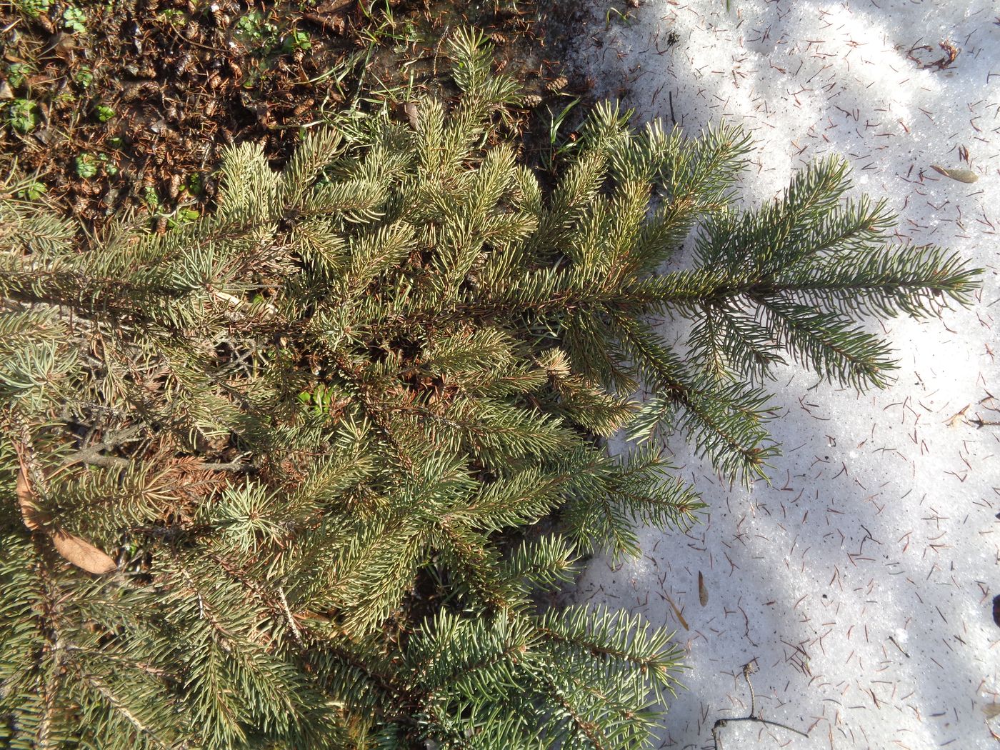 Image of Picea glauca specimen.