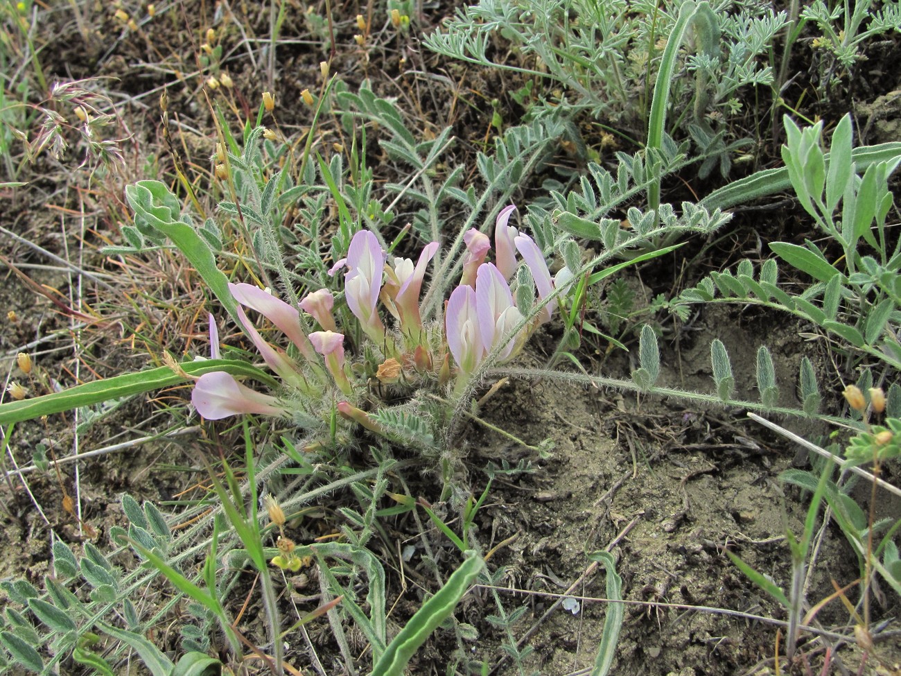 Image of Astragalus dolichophyllus specimen.