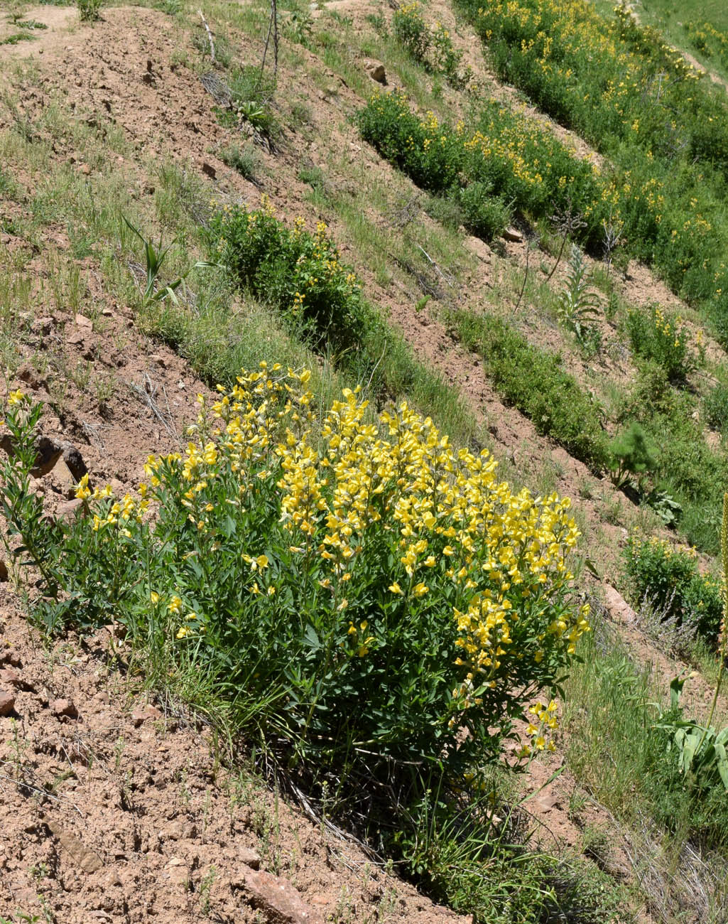 Image of Thermopsis alterniflora specimen.