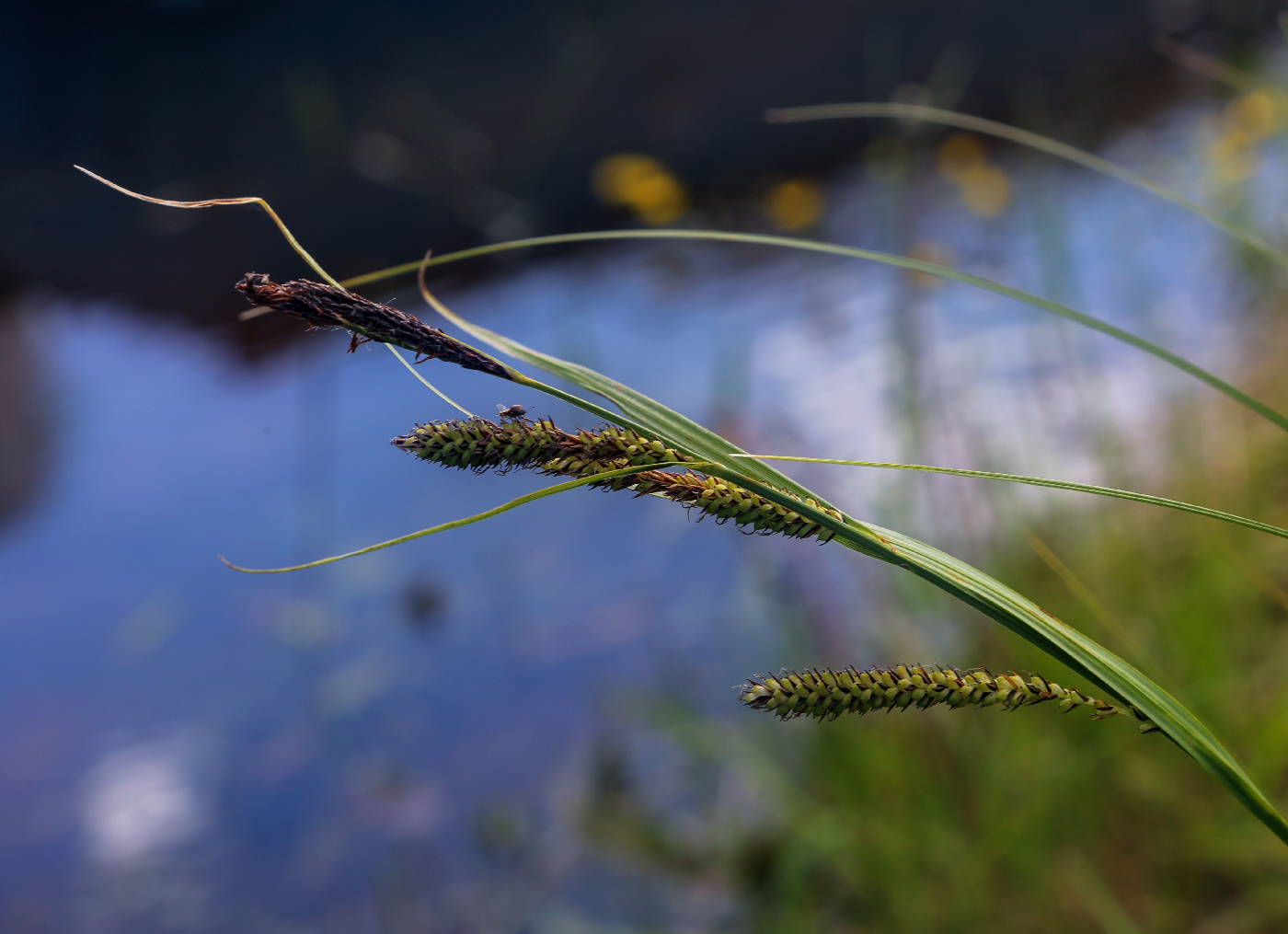 Image of Carex acuta specimen.