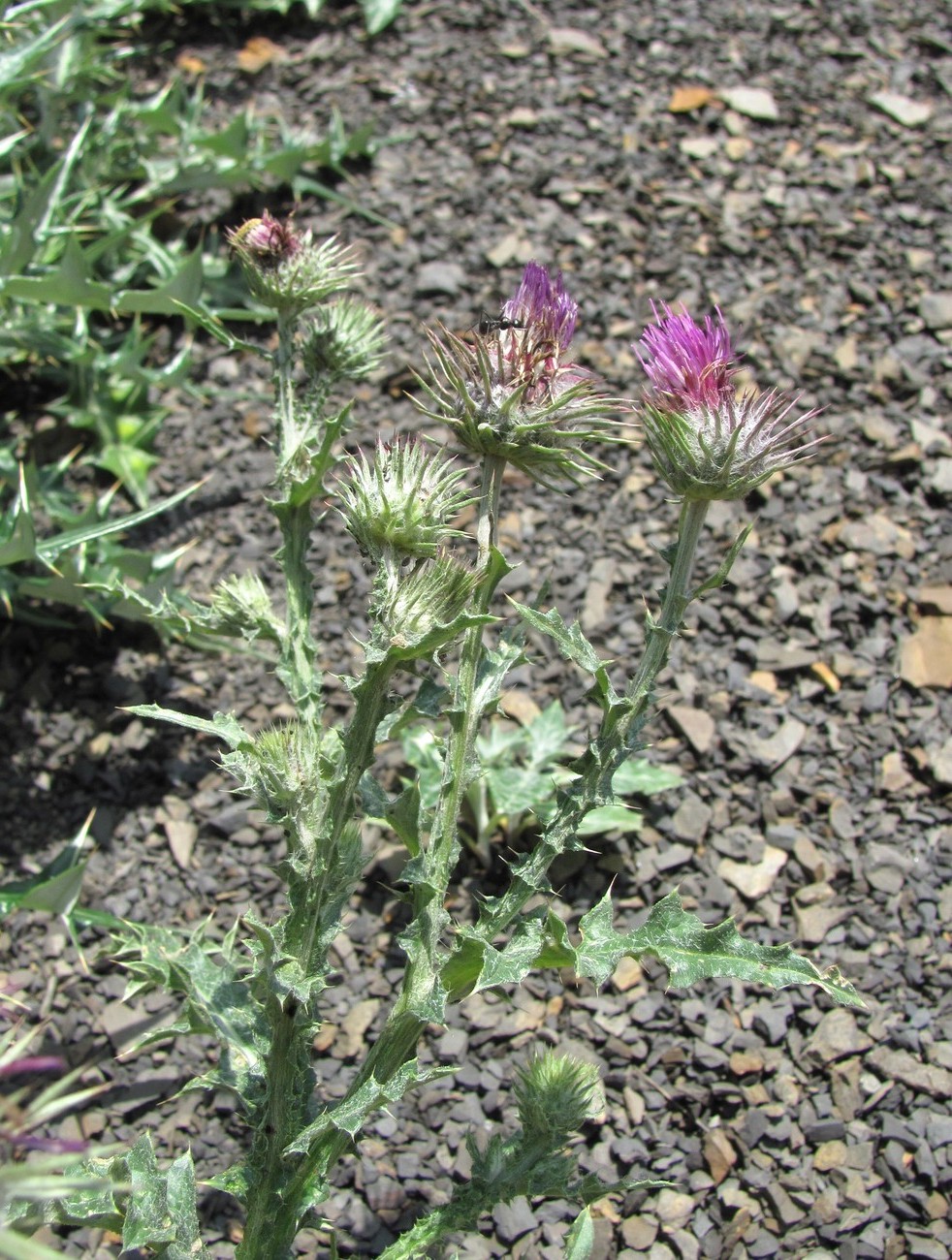 Image of genus Carduus specimen.