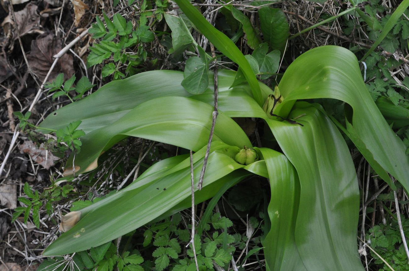 Image of Colchicum speciosum specimen.