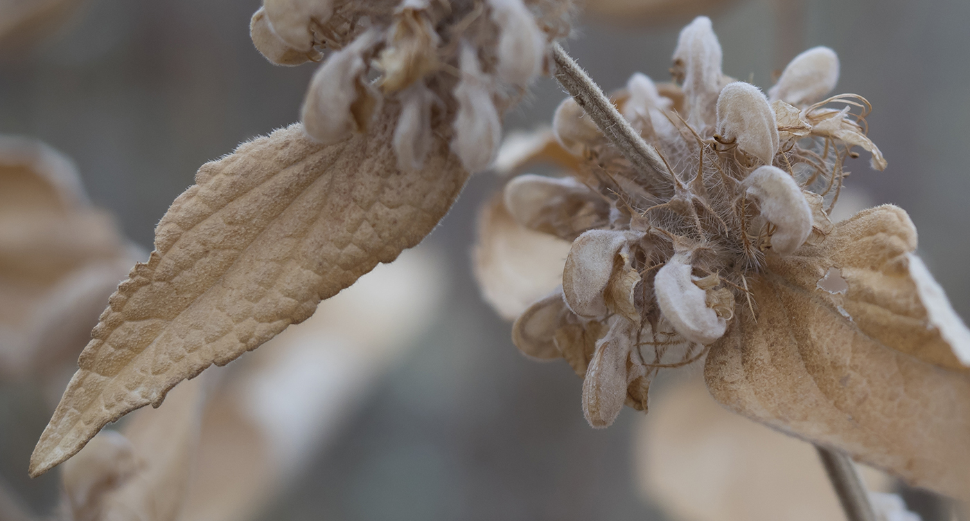 Image of Phlomis taurica specimen.