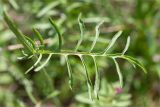 Centaurea scabiosa