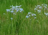 Myosotis imitata