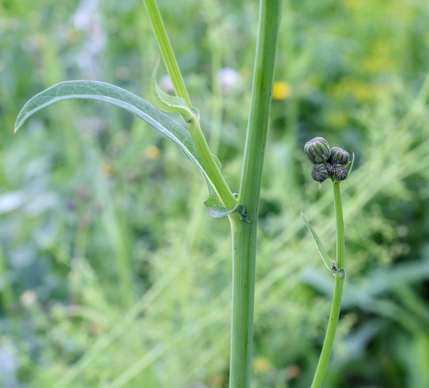 Изображение особи Sonchus arvensis ssp. uliginosus.