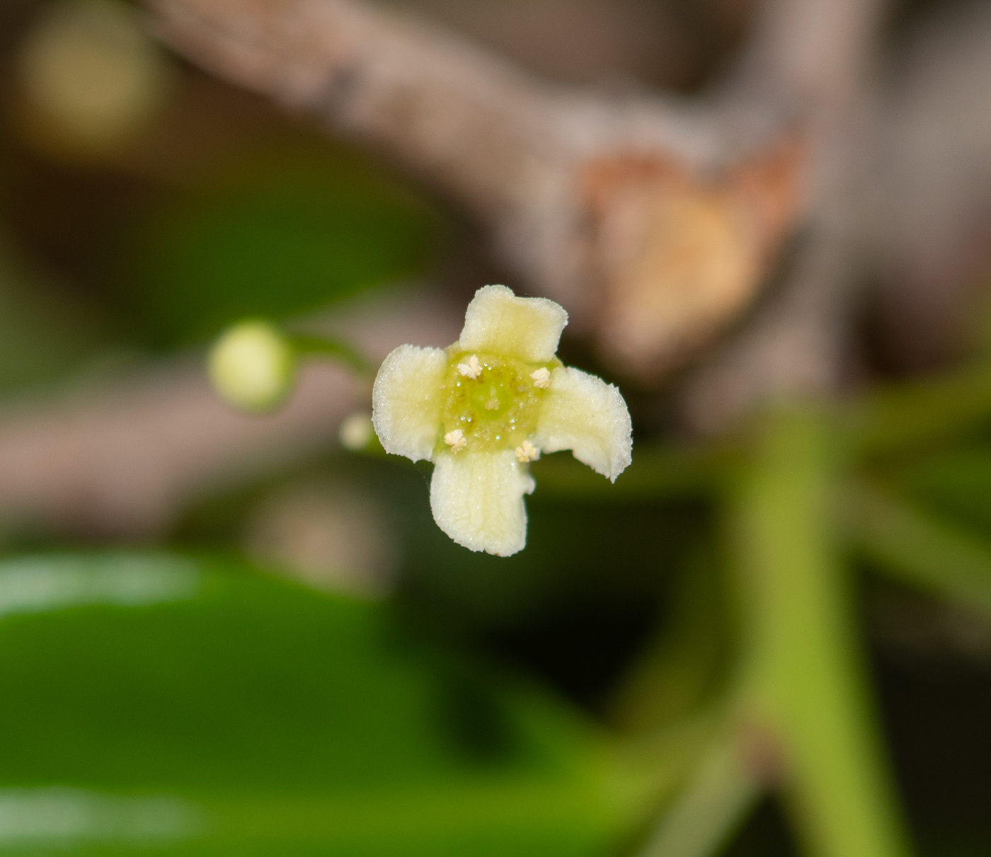 Изображение особи Maytenus canariensis.