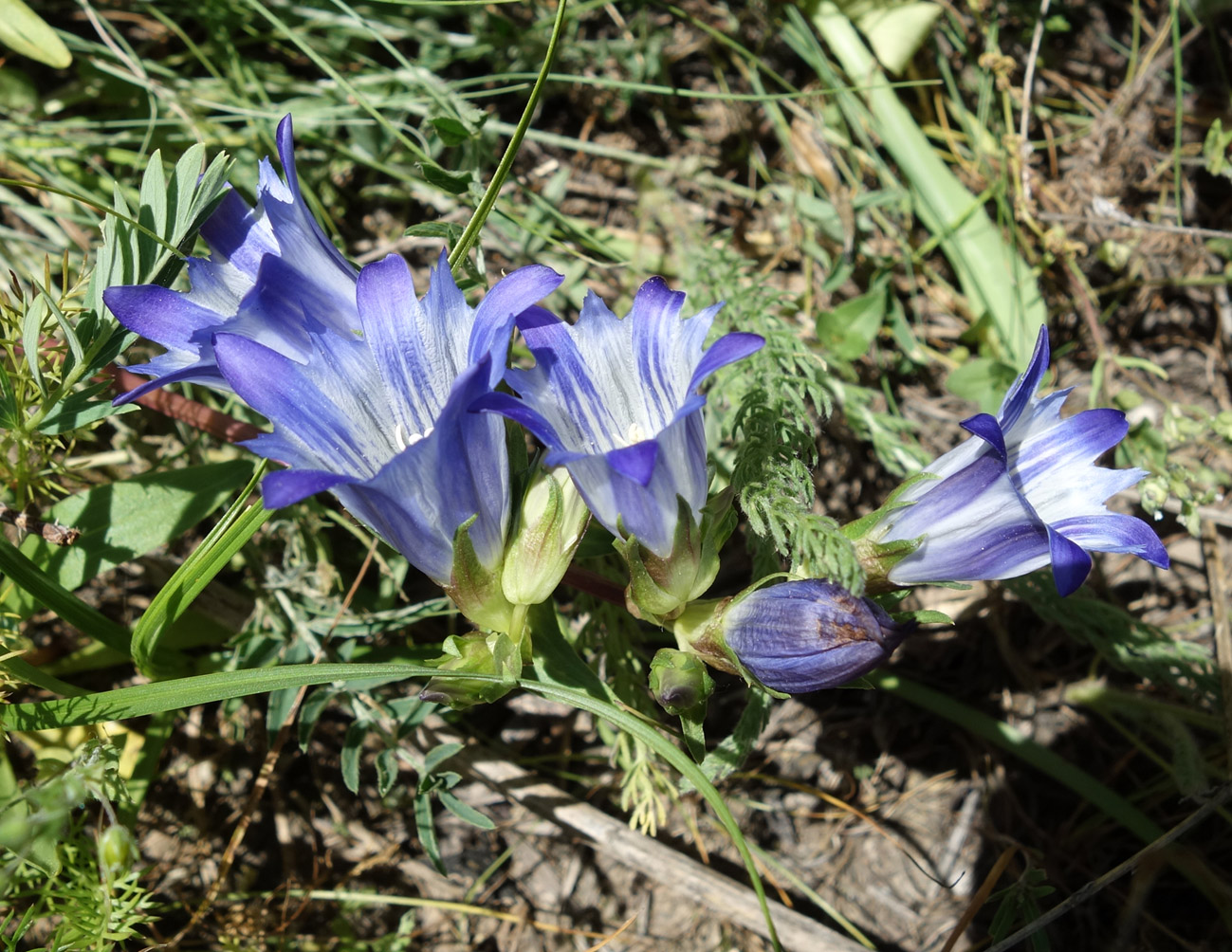 Image of Gentiana olivieri specimen.