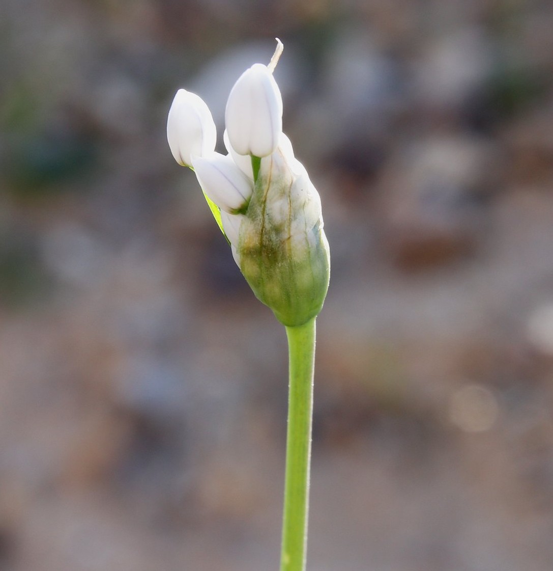 Изображение особи Allium negevense.