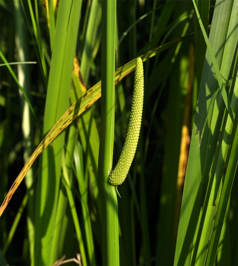 Image of Acorus calamus specimen.