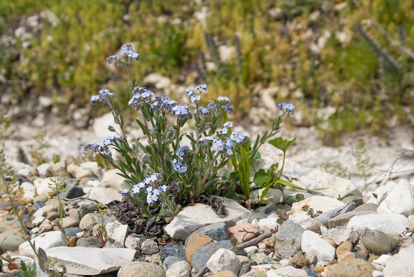 Image of Myosotis lithospermifolia specimen.