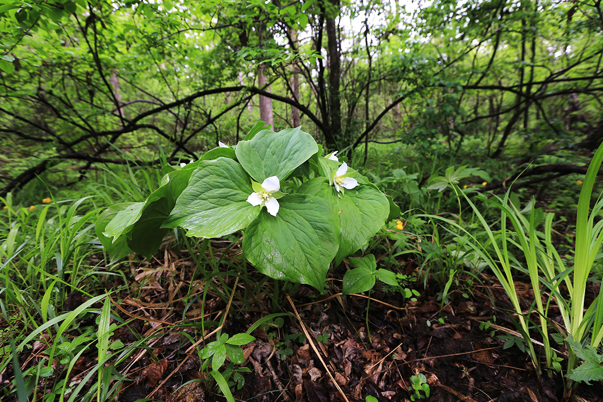 Image of Trillium × komarovii specimen.